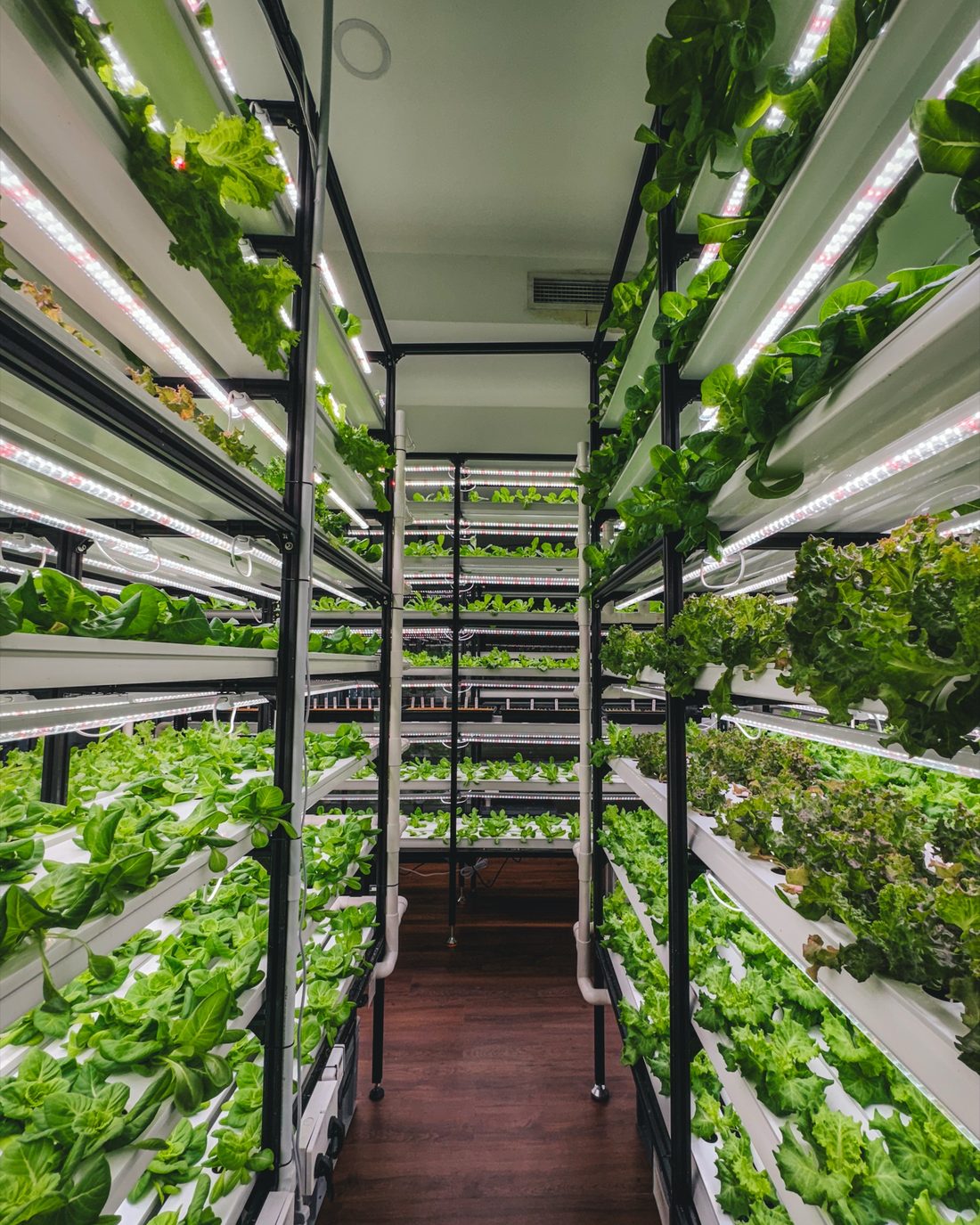 Racks of lettuce growing under lights at the A Leaf farm