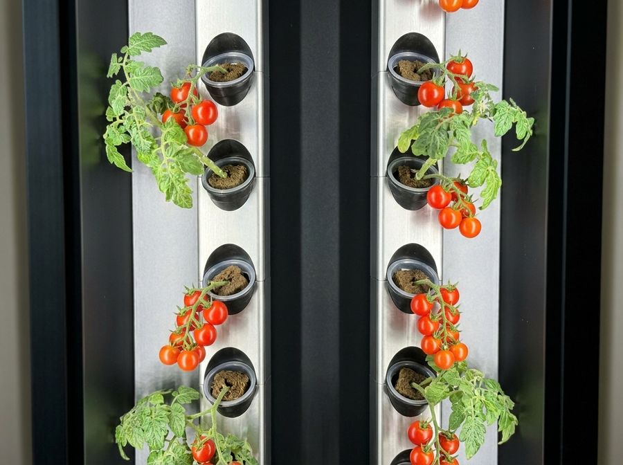 Cherry tomatoes on the vine in a Cubictree