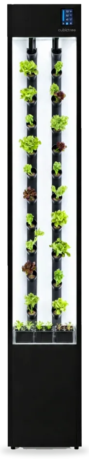Day twenty-four: young lettuce and basil along both rails
