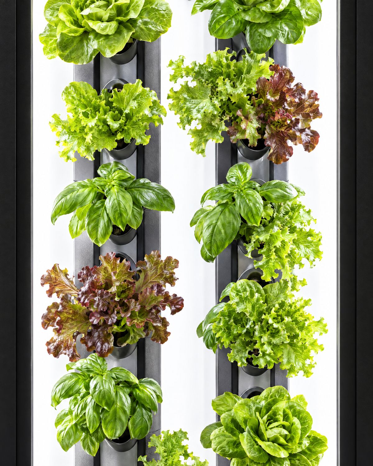 Lettuce and basil growing in the pockets of a Cubictree, lit by its white back panel