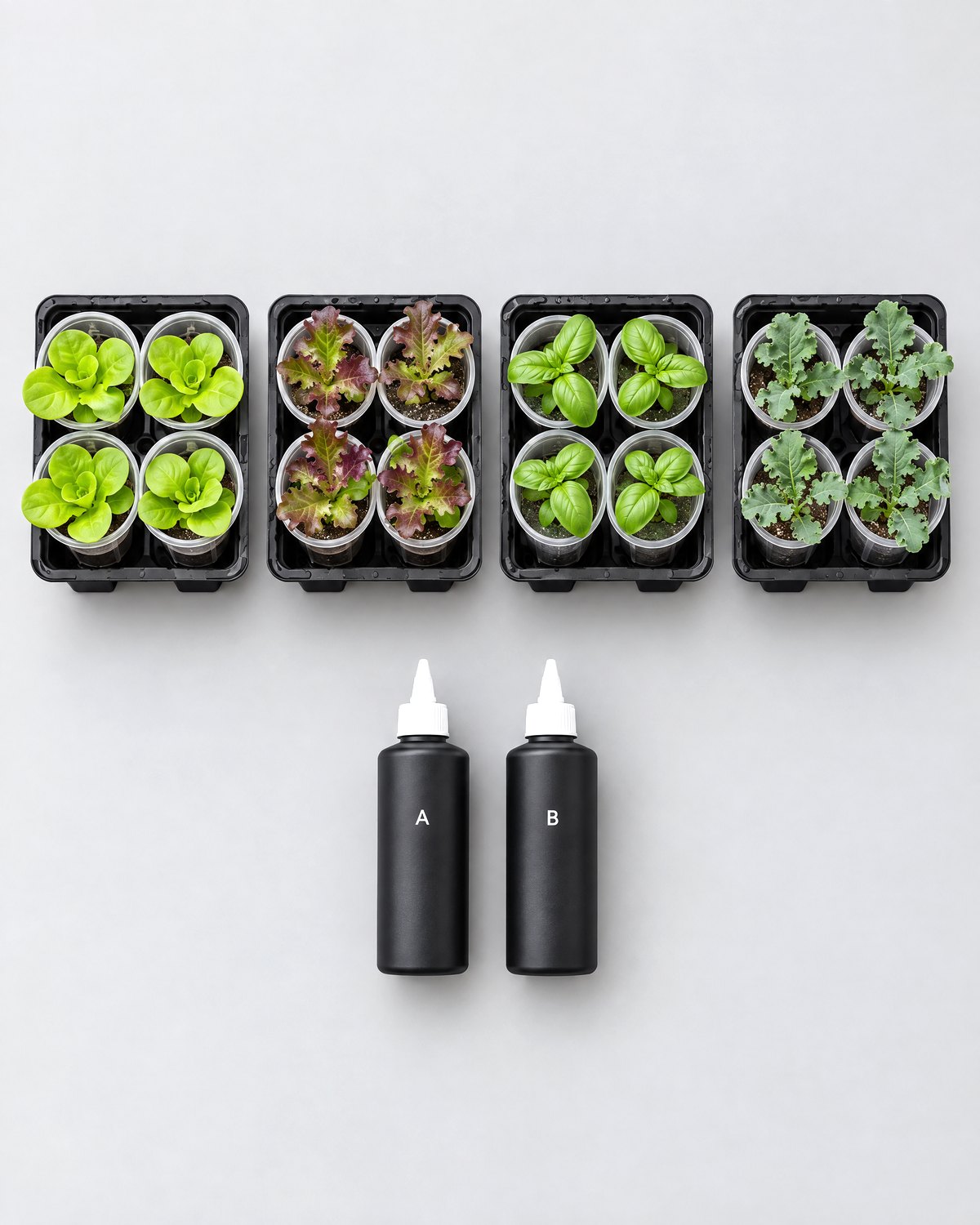 A month of Grow Club from above: trays of seedlings and the A and B nutrient bottles